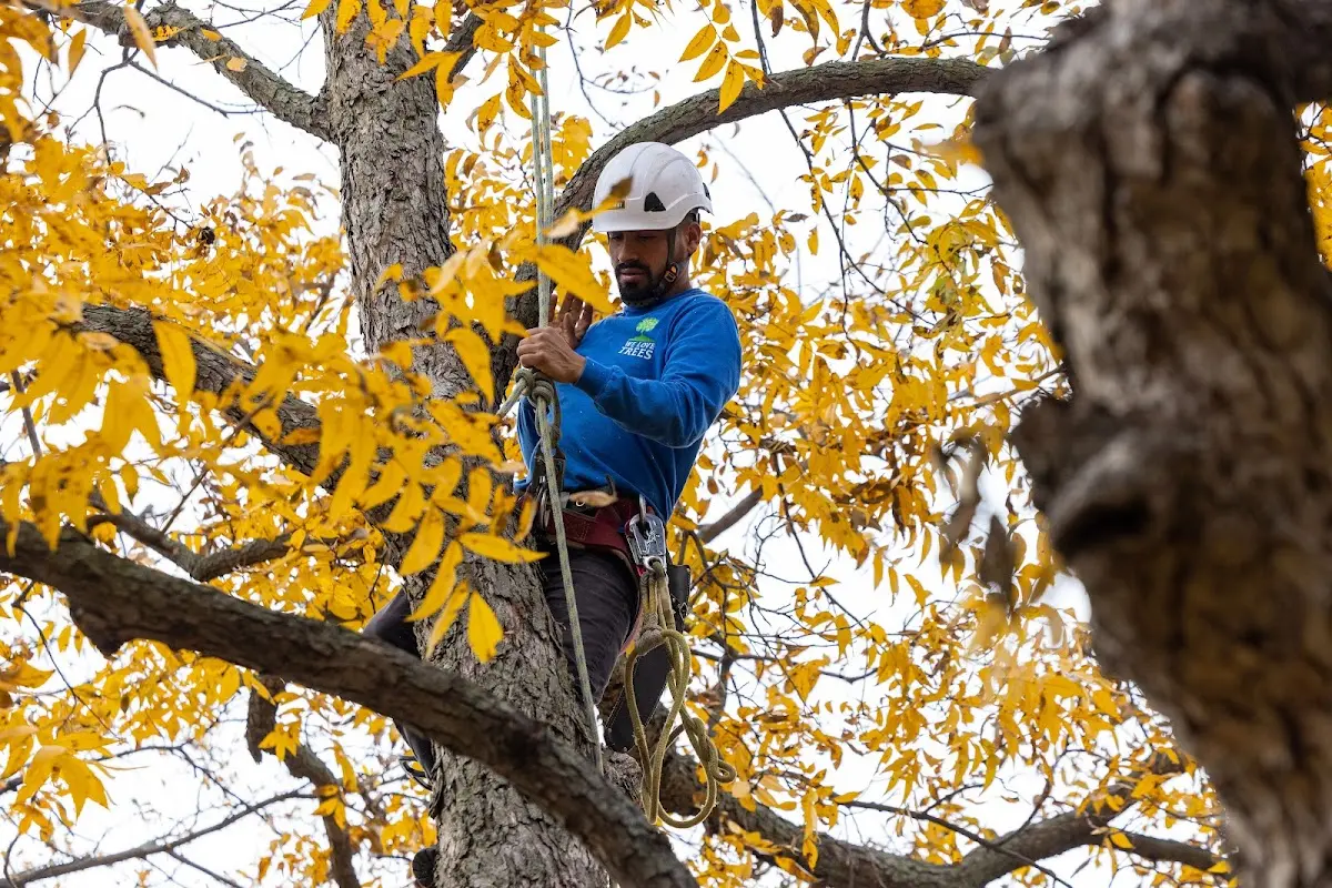 Skilled Tree Transplanting crew working in Westport